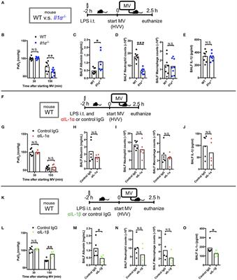 Autophagy Protects Against Developing Increased Lung Permeability and Hypoxemia by Down Regulating Inflammasome Activity and IL-1β in LPS Plus Mechanical Ventilation-Induced Acute Lung Injury